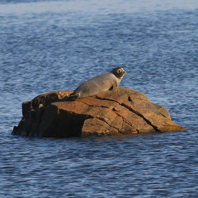 Harbor Seal