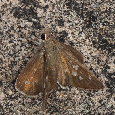 Sheep Skipper