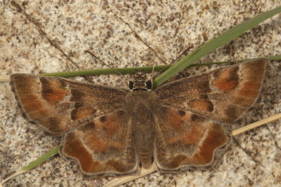 Arizona Powdered-Skipper