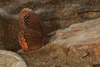 Red-bordered Satyr