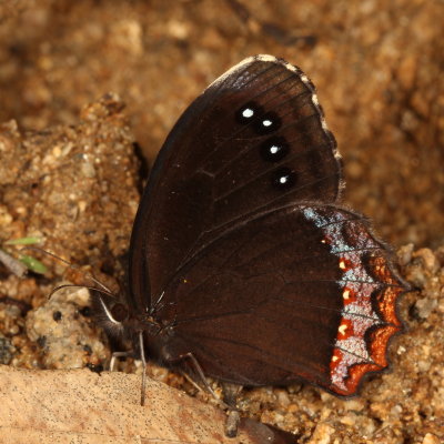 Red-bordered Satyr