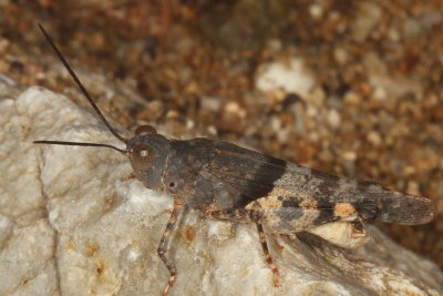 Heliastus benjamini ♂ * Arroyo Grasshopper