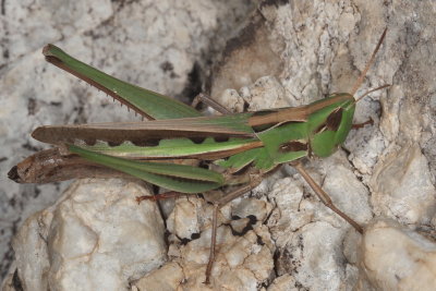 Syrbula montezuma ♀  * Montezuma's Grasshopper