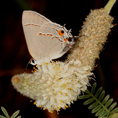 Gray Hairstreak