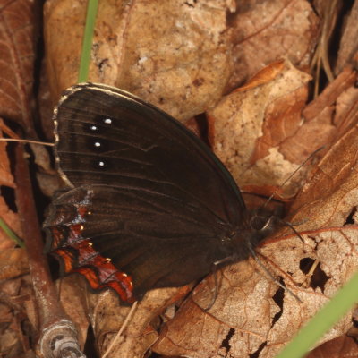 Red-bordered Satyr