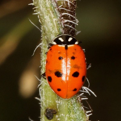 Convergent Lady Beetle
