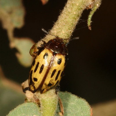 Chrysomela scripta * Cottonwood Leaf Beetle