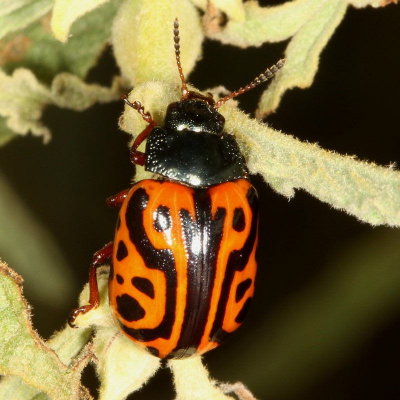 Calligrapha serpentina * Globemallow Leaf Beetle