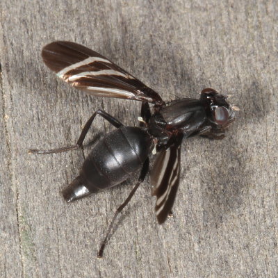 Tritoxa flexa * Black Onion Fly