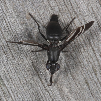 Tritoxa flexa * Black Onion Fly