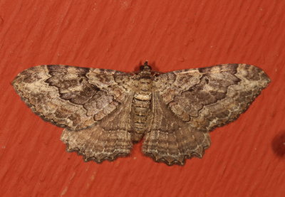 Hodges#7290 * Barberry Geometer * Rheumaptera meadii