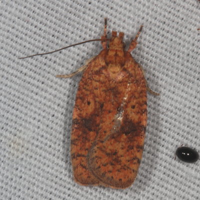 Hodges#0882 * Four-dotted Agonopterix * Agonopterix robiniella