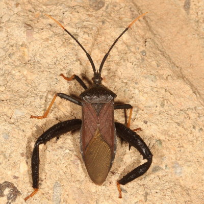 Acanthocephala thomasi * Giant Agave Bug 
