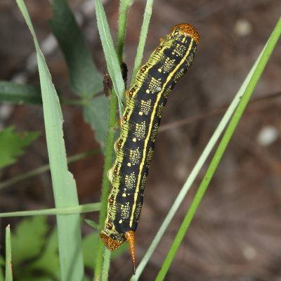 White-lined Sphinx