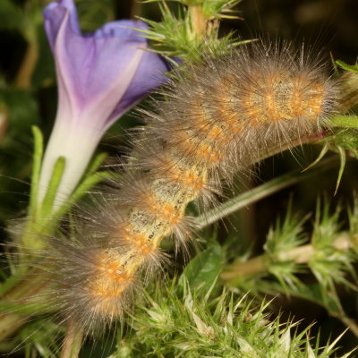 Salt Marsh Moth