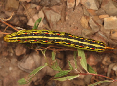 White-lined Sphinx
