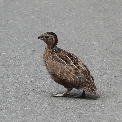Montezuma Quail