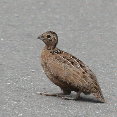 Montezuma Quail