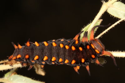 Pipevine Swallowtail