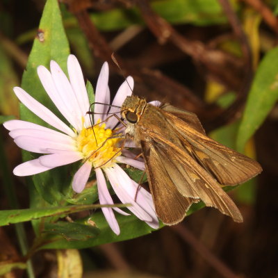 Ocola Skipper