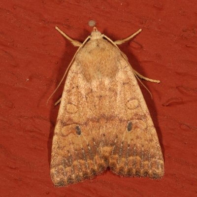 Hodges#9957 - Bicolored Sallow * Sunira bicolorago