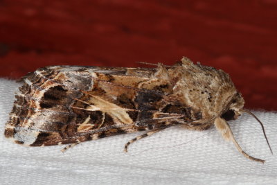 Hodges#9669 * Yellow-striped Armyworm Moth * Spodoptera ornithogalli