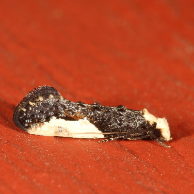 Pre-Tortricid Micros Moths : 0001-2700
