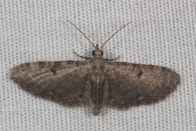 Hodges#7474 - Common Eupithecia * Eupithecia miserulata