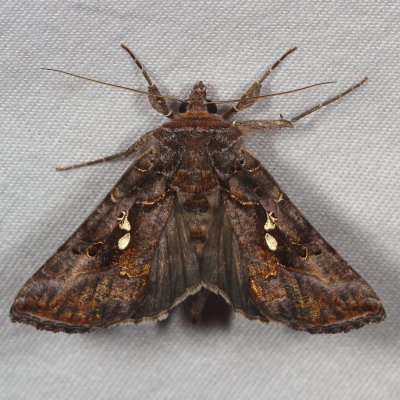 Hodges#8908 * Common Looper Moth * Autographa precationis