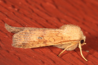 Hodges#9957 - Bicolored Sallow * Sunira bicolorago