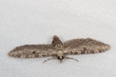 Hodges#7474 - Common Eupithecia * Eupithecia miserulata