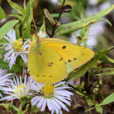 Orange Sulphur