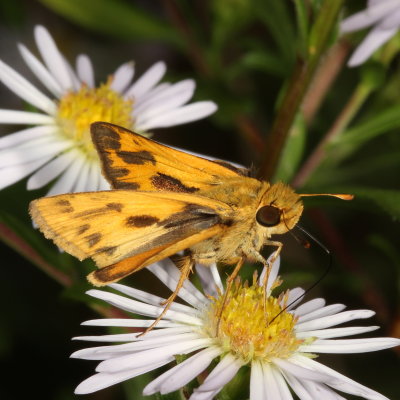 Fiery Skipper