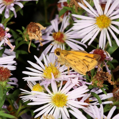 Fiery Skipper