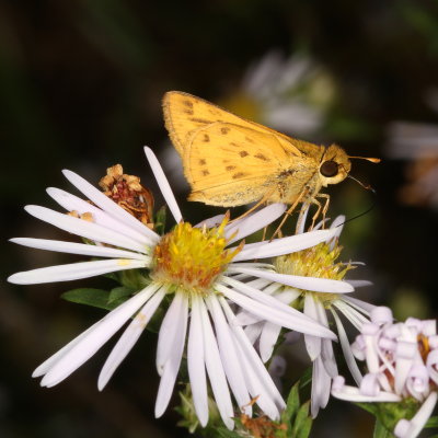 Fiery Skipper