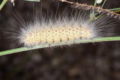 Fall Webworm 