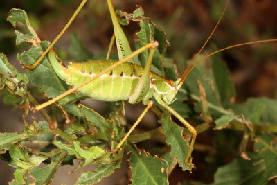 Dichopetala brevihastata ♀