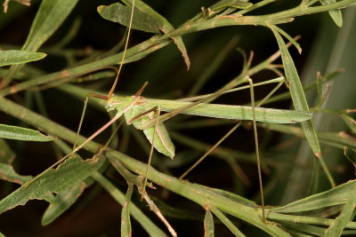 Arethaea gracilipes * Thin-footed Thread-leg Katydid