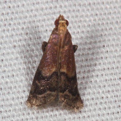 Hodges#5999 * Broad-banded Eulogia Moth * Eulogia ochrifrontella 