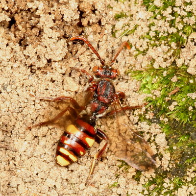 Nomada gracilis  ♀