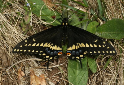 Black Swallowtail ♂