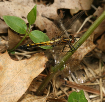 Dot-Tailed Whiteface ♀