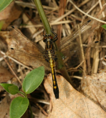Dot-Tailed Whiteface ♀