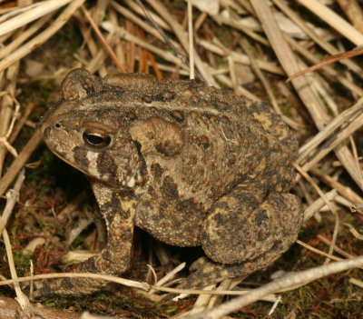 American Toad