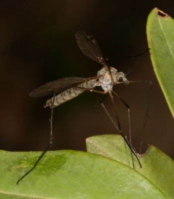 Tipula aprilina ♀