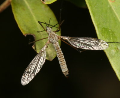 Tipula aprilina ♀