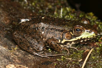 Green Frog ♀