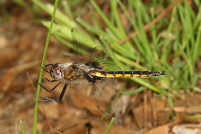 Common Baskettail