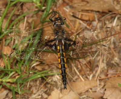 Common Baskettail