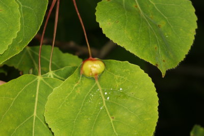 Gall Midge * Subfamily Cecidomyiinae * Genus Harmandiola